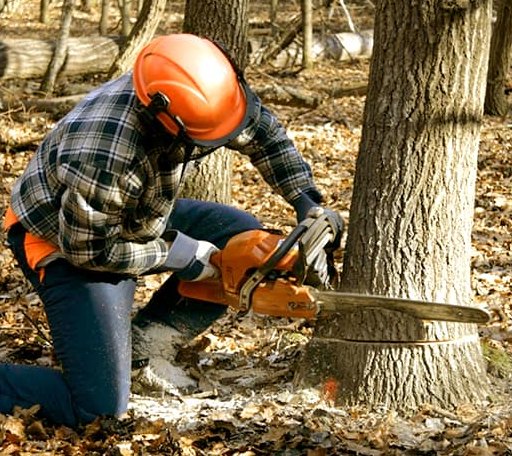 Tree Removal in Goddard, KS